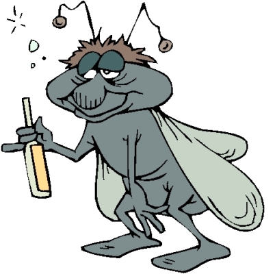 Even flies turn to drinking after sexual rejection.