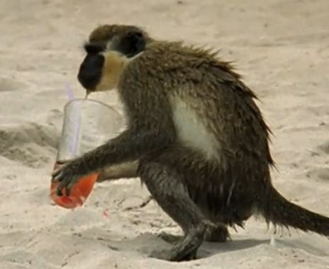 Monkeys can also appreciate a good glass of alcohol.
