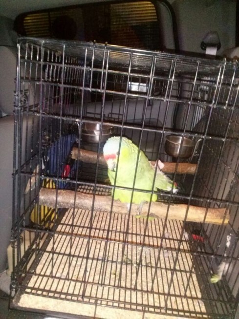 The first parrot ever to be locked up in a drunk tank.