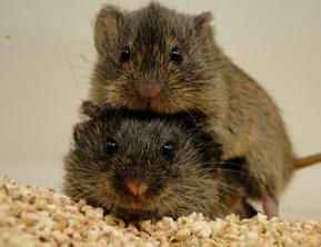 Prairy voles chose one partner for life.