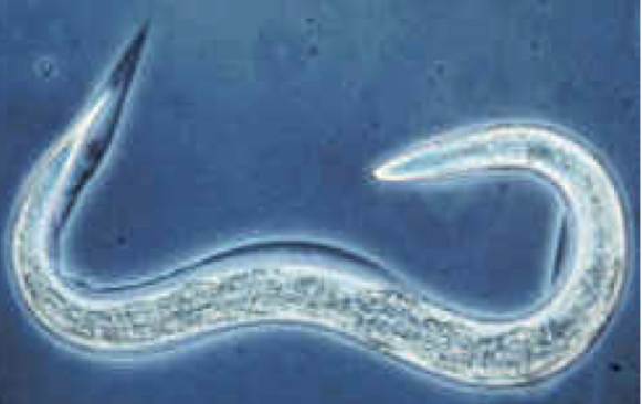 The worm that is immune to alcohol: Caenorhabditis Elegans.
