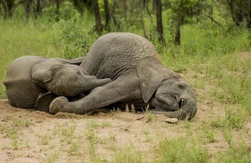 Elephants passed out after eating fermented marula fruit.