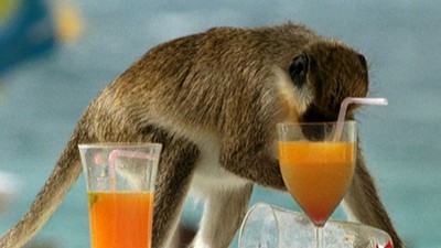 Monkey robbing tourists of their cocktails.