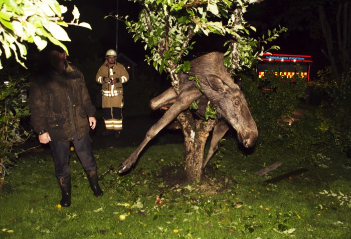 This moose got himself stuck after eating too many fermented apples.
