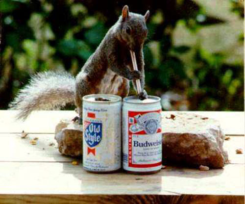 Squirrels are highly intelligent creatures.