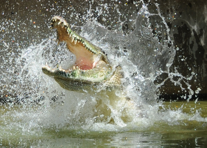 A crocodile attack is quite powerful. Being intoxicated may actually save your life here.