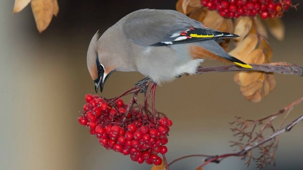 A Bohemian waxwing eats only fruit and can therfor get quite drunk sometimes.