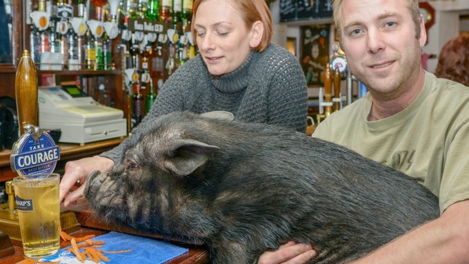 Micro-pig Frances Bacon with her owners Vicky and Ian Taylor.
