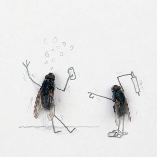 Flies love boozing just as much as the next one.
